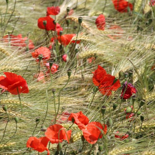 halmerdesign-poppies-wallpaper-june_2026