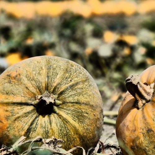 halmerdesign-pumpkin-season-wallpaper-September_2026_movie